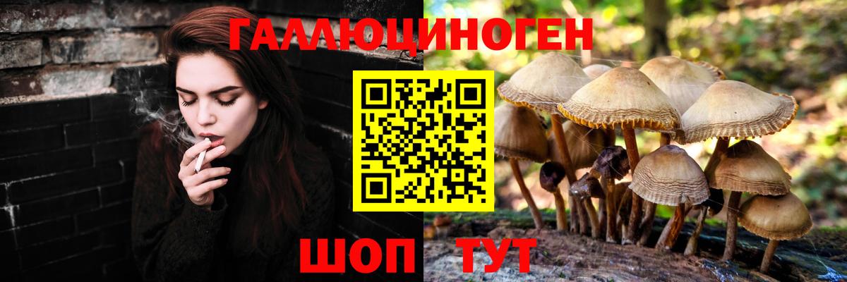 Псилоцибиновые грибы Psilocybe Лениногорск